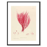 British Seaweeds 115 as a vintage illustration and poster from Historly – with white border and without title