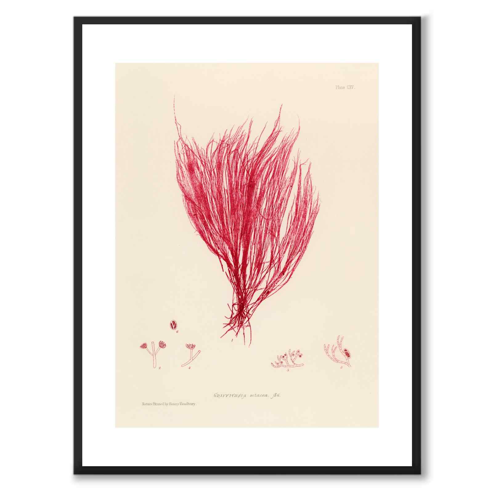British Seaweeds 115 as a vintage illustration and poster from Historly – with white border and without title