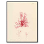British Seaweeds 116 as a vintage illustration and poster from Historly – full image without white border