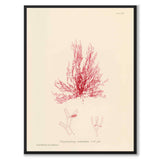 British Seaweeds 116 as a vintage illustration and poster from Historly – full image without white border