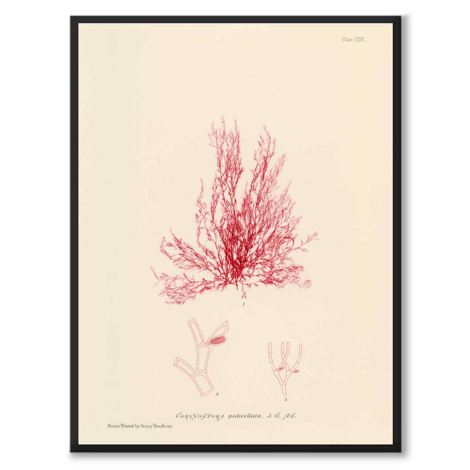 British Seaweeds 116 as a vintage illustration and poster from Historly – full image without white border