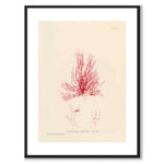 British Seaweeds 116 as a vintage illustration and poster from Historly – with white border without title