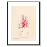 British Seaweeds 116 as a vintage illustration and poster from Historly – with white border without title