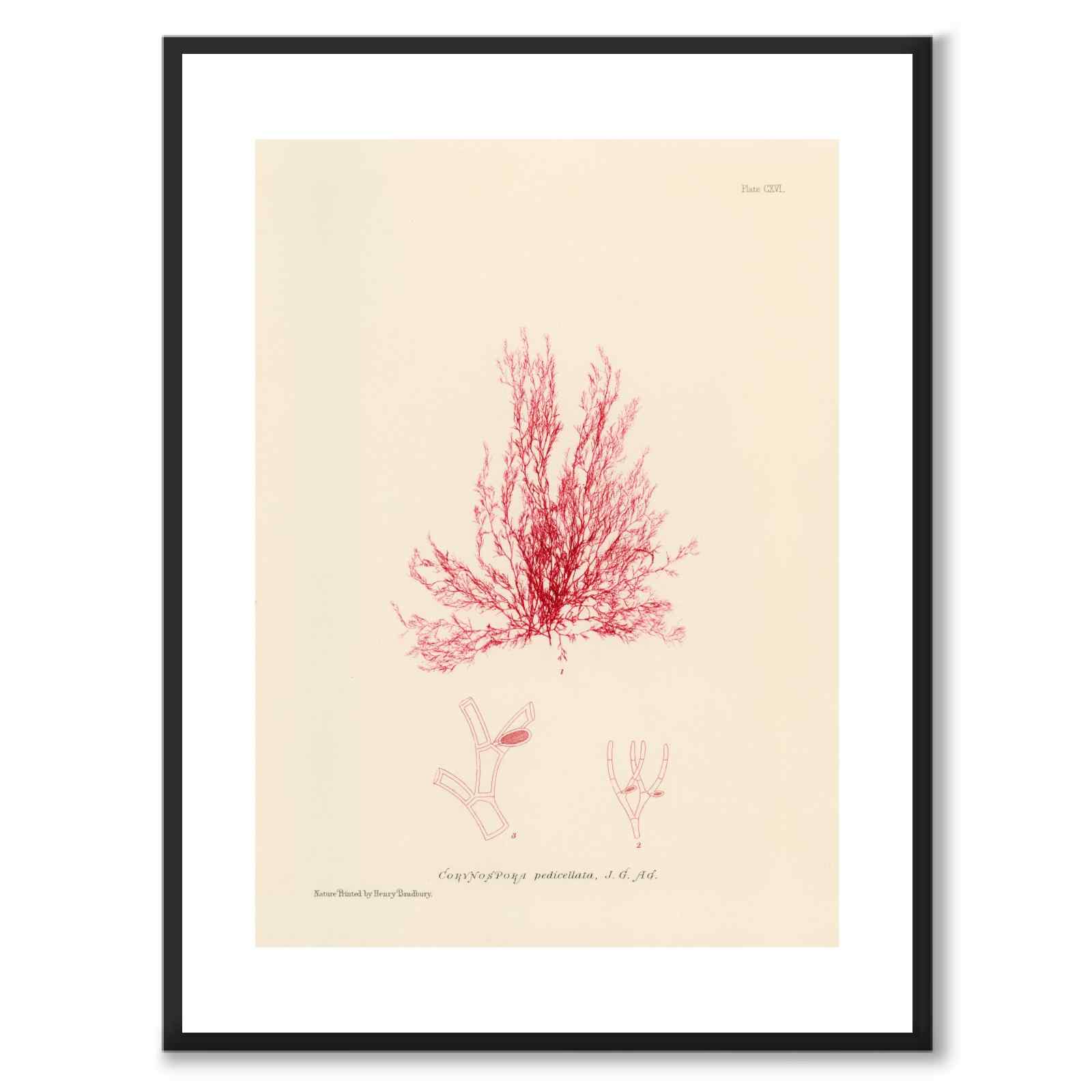 British Seaweeds 116 as a vintage illustration and poster from Historly – with white border without title