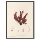 British Seaweeds 119 as a vintage illustration and poster from Historly – full image without white border