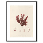British Seaweeds 119 as a vintage illustration and poster from Historly – with white border and without title