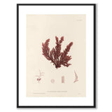 British Seaweeds 119 as a vintage illustration and poster from Historly – with white border and without title