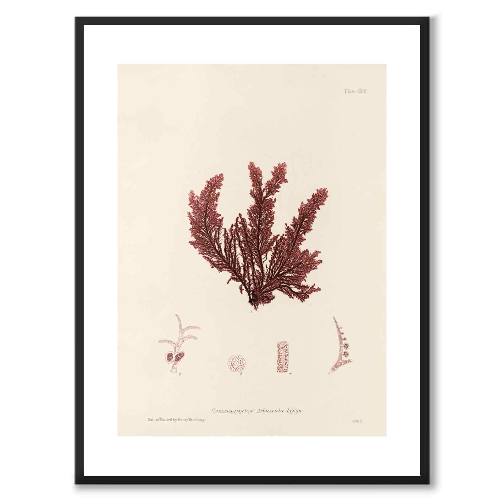 British Seaweeds 119 as a vintage illustration and poster from Historly – with white border and without title