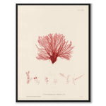 British Seaweeds 126 as a vintage illustration and poster from Historly – full image without white border