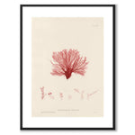 British Seaweeds 126 as a vintage illustration and poster from Historly – with white border without title