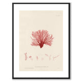 British Seaweeds 126 as a vintage illustration and poster from Historly – with white border without title