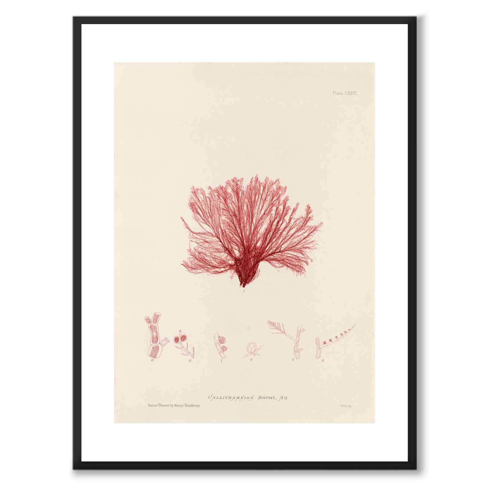British Seaweeds 126 as a vintage illustration and poster from Historly – with white border without title