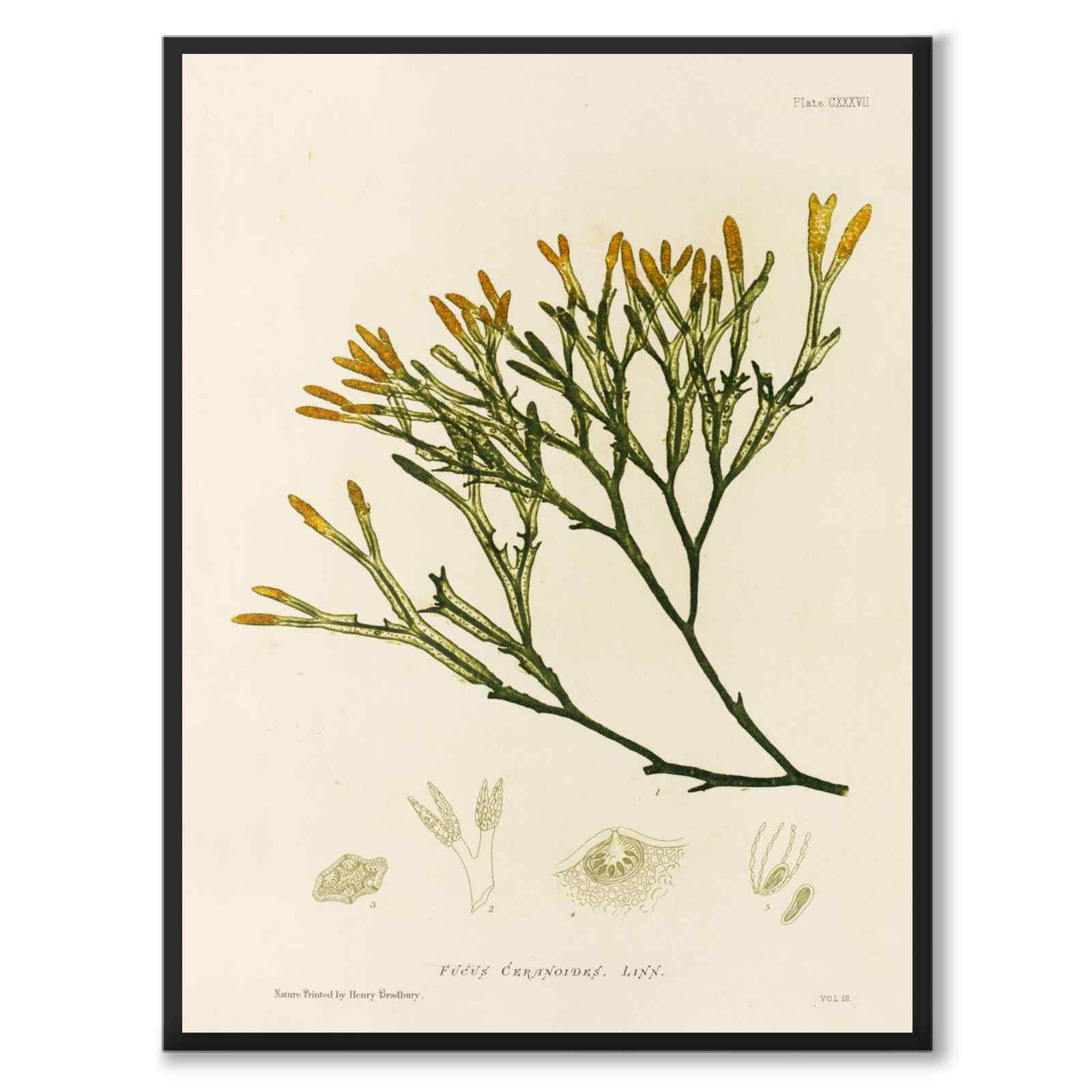 British Seaweeds 137 as a vintage illustration and poster from Historly – full image without white border
