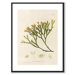 British Seaweeds 137 as a vintage illustration and poster from Historly – with white border without title