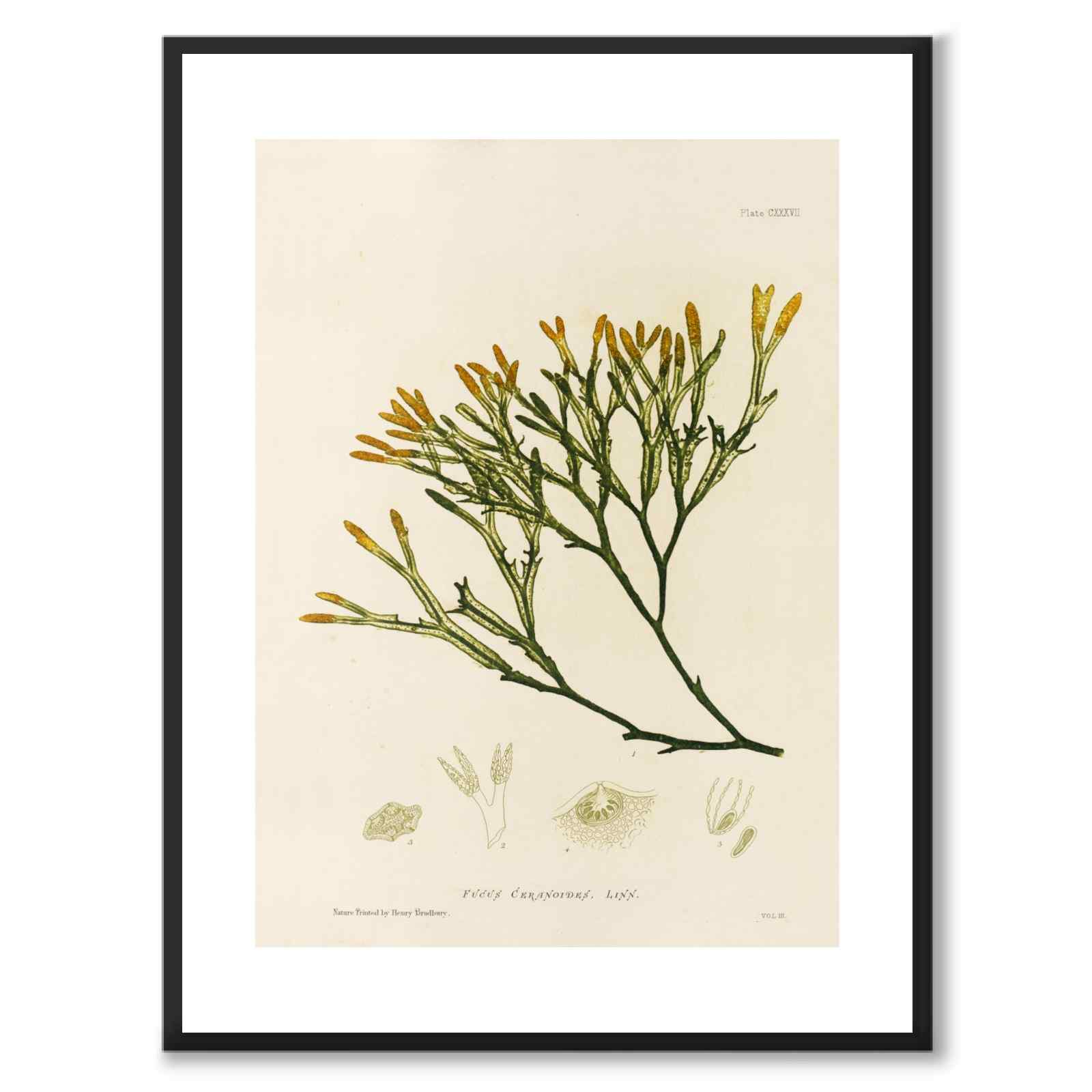 British Seaweeds 137 as a vintage illustration and poster from Historly – with white border without title