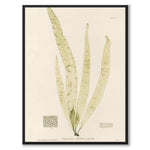 British Seaweeds 150 as a vintage illustration and poster from Historly – full image without white border