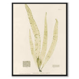 British Seaweeds 150 as a vintage illustration and poster from Historly – full image without white border