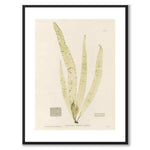 British Seaweeds 150 as a vintage illustration and poster from Historly – with white border and without title
