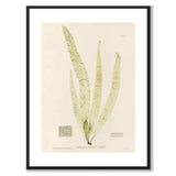 British Seaweeds 150 as a vintage illustration and poster from Historly – with white border and without title