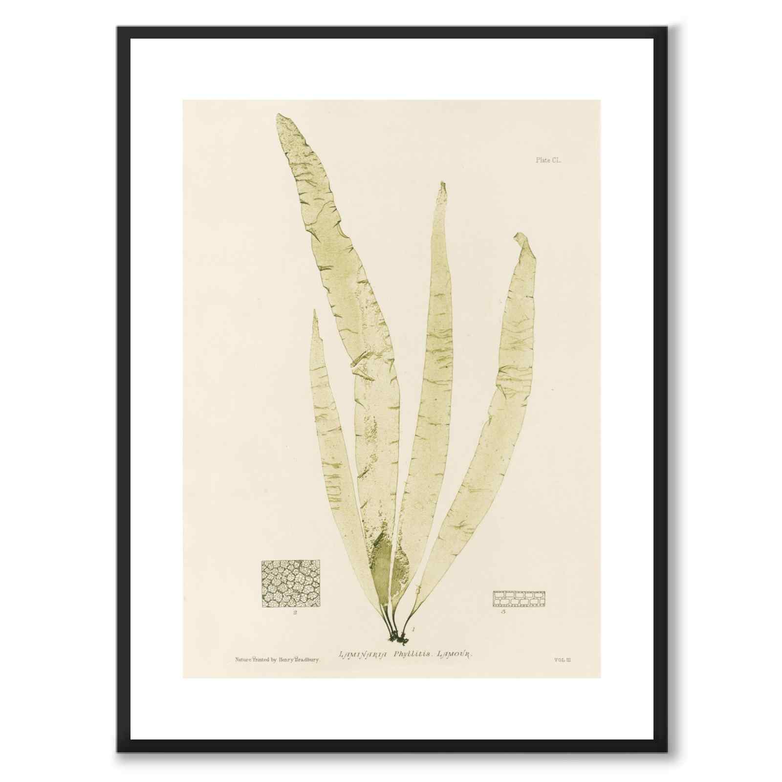 British Seaweeds 150 as a vintage illustration and poster from Historly – with white border and without title