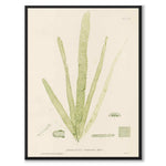 British Seaweeds 165 as a vintage illustration and poster from Historly – full image without white border