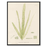 British Seaweeds 165 as a vintage illustration and poster from Historly – full image without white border