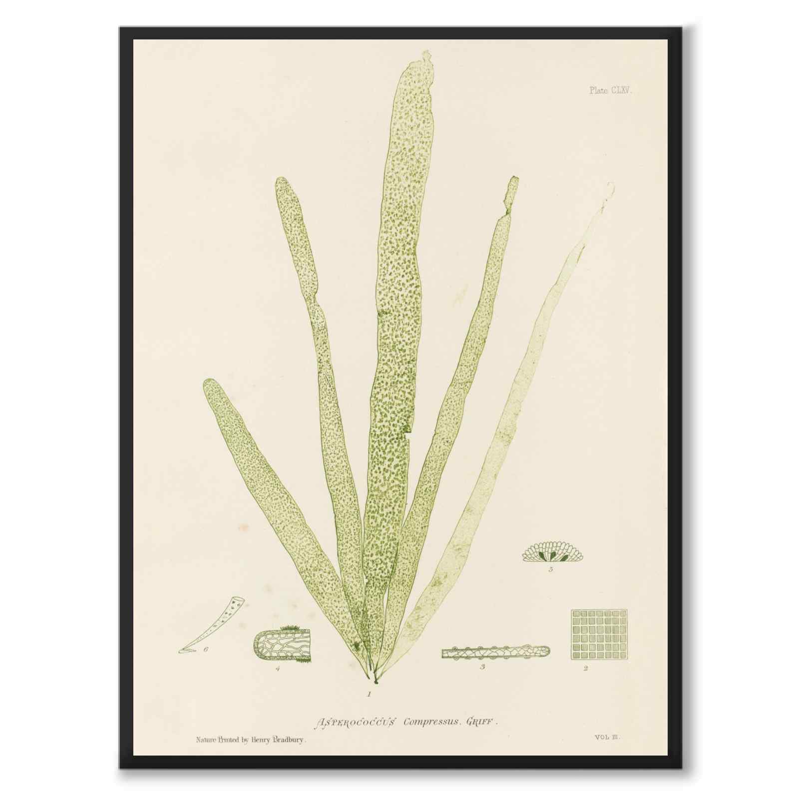 British Seaweeds 165 as a vintage illustration and poster from Historly – full image without white border