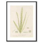 British Seaweeds 165 as a vintage illustration and poster from Historly – with white border and without title