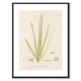 British Seaweeds 165 as a vintage illustration and poster from Historly – with white border and without title