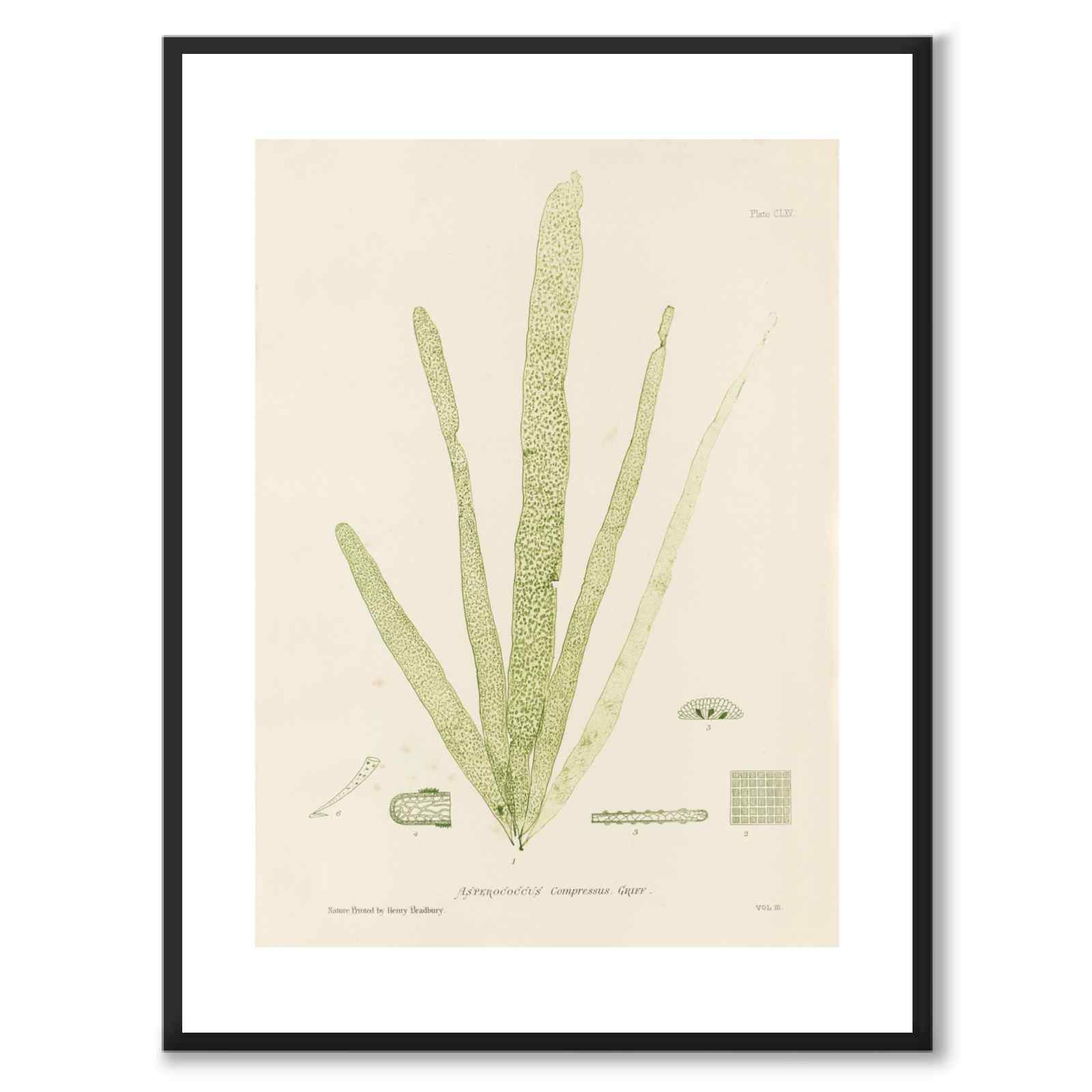 British Seaweeds 165 as a vintage illustration and poster from Historly – with white border and without title