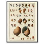 Seashells No.1 som vintageillustration och poster från Historly – helbild utan vit kant