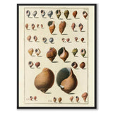 Seashells No.1 som vintageillustration och poster från Historly – helbild utan vit kant
