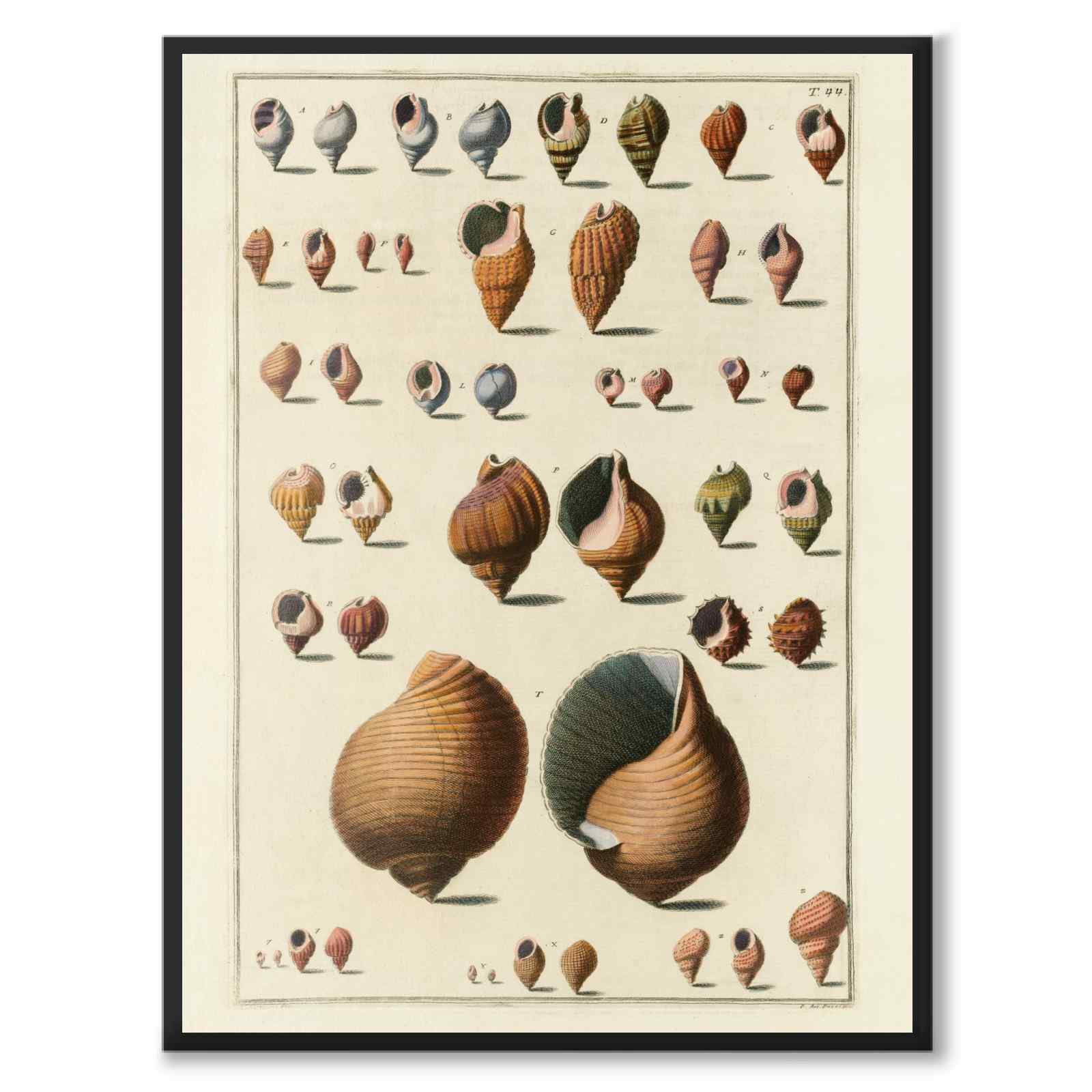 Seashells No.1 som vintageillustration och poster från Historly – helbild utan vit kant