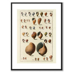 Seashells No.1 som vintageillustration och poster från Historly – med vit kant utan titel