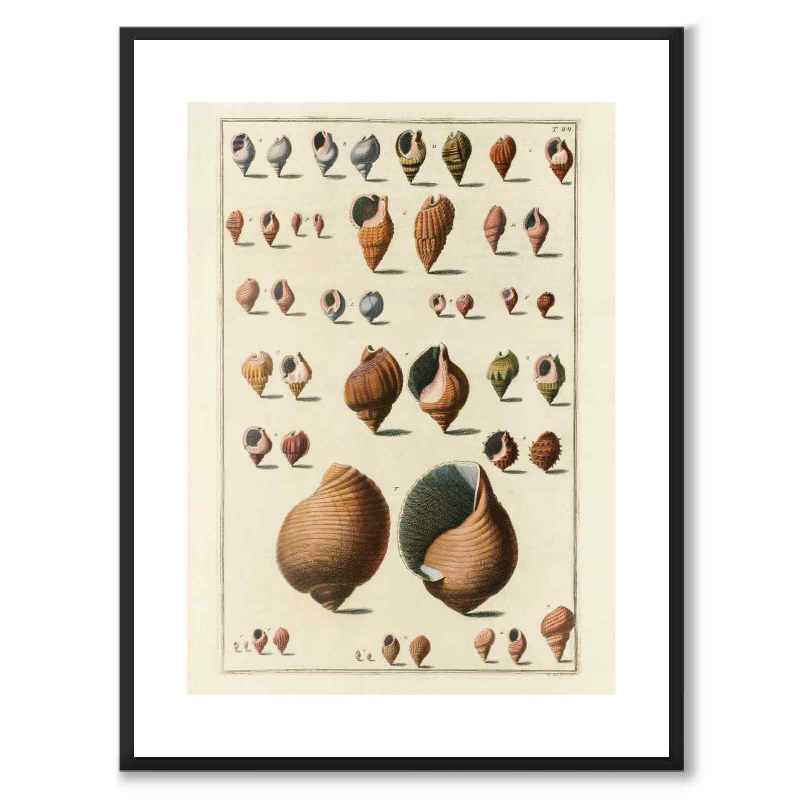 Seashells No.1 som vintageillustration och poster från Historly – med vit kant utan titel