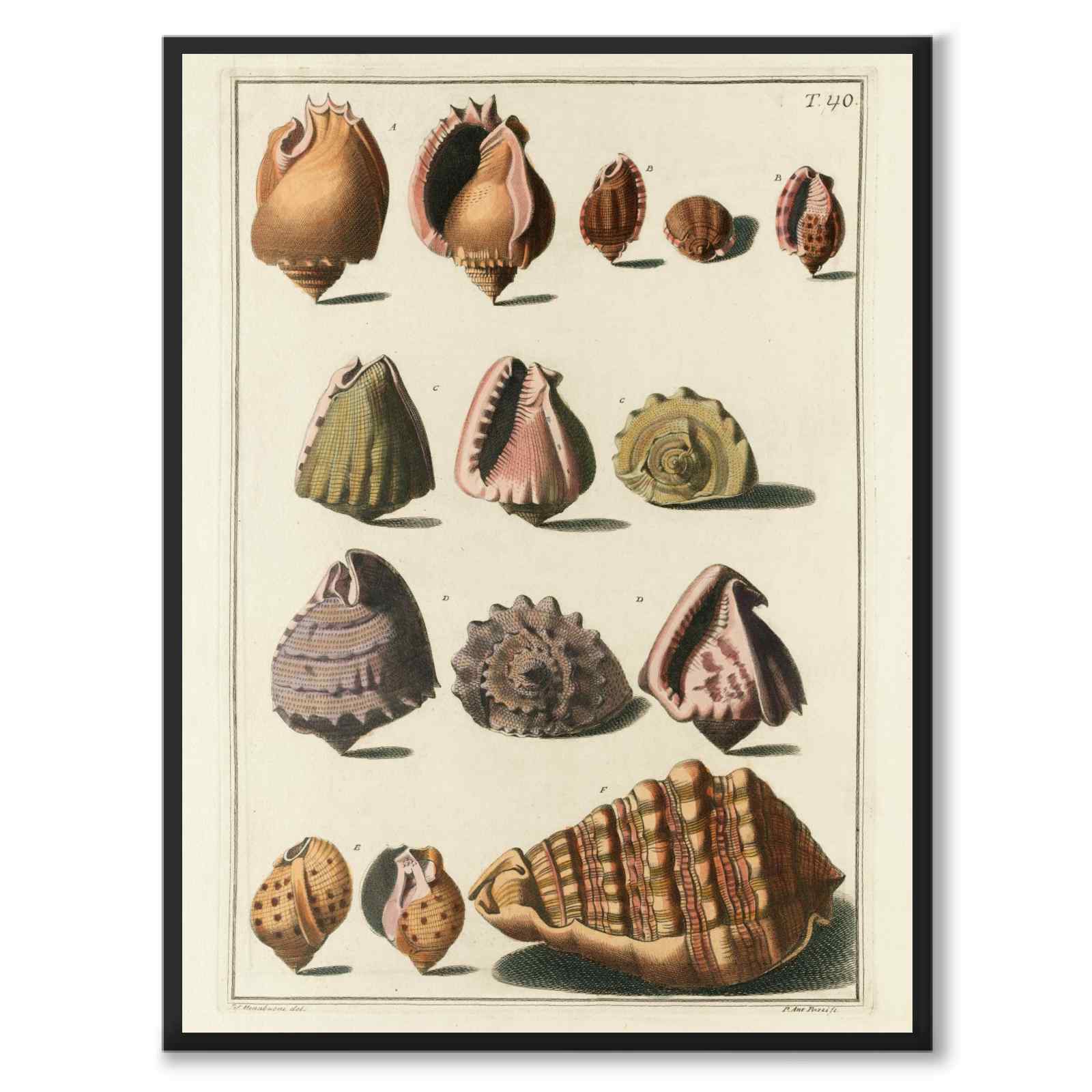 Seashells No.2 as a vintage illustration and poster from Historly – full image without white border