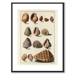 Seashells No.2 as a vintage illustration and poster from Historly – with white border without title