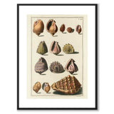 Seashells No.2 as a vintage illustration and poster from Historly – with white border without title