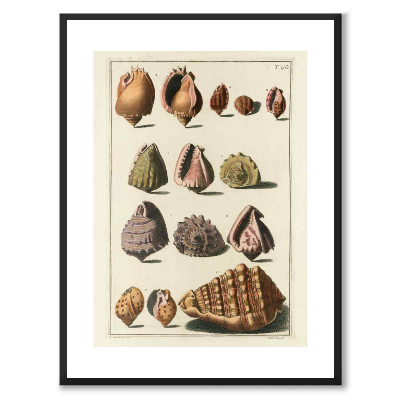 Seashells No.2 as a vintage illustration and poster from Historly – with white border without title