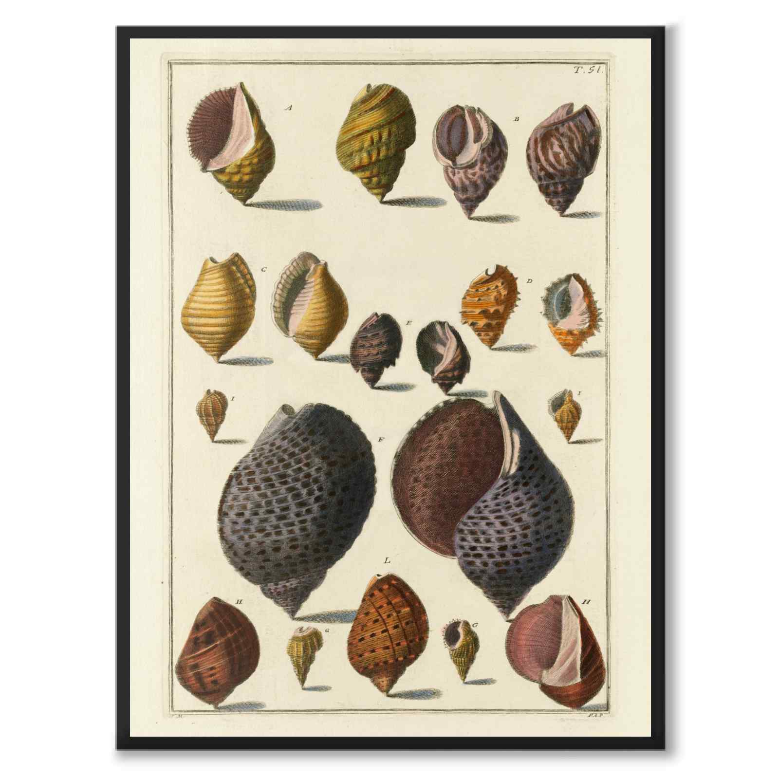 Seashells No.3 as a vintage illustration and poster from Historly – full image without white border