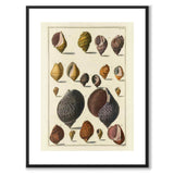 Seashells No.3 as a vintage illustration and poster from Historly – with white border without title