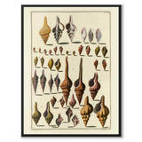 Seashells No.4 as a vintage illustration and poster from Historly – full image without white border