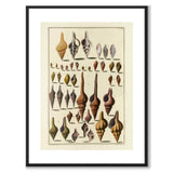 Seashells No.4 as a vintage illustration and poster from Historly – with white border without title