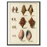 Seashells No.5 as a vintage illustration and poster from Historly – full image without white border