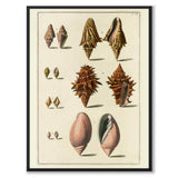 Seashells No.5 as a vintage illustration and poster from Historly – full image without white border