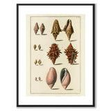 Seashells No.5 as a vintage illustration and poster from Historly – with white border without title