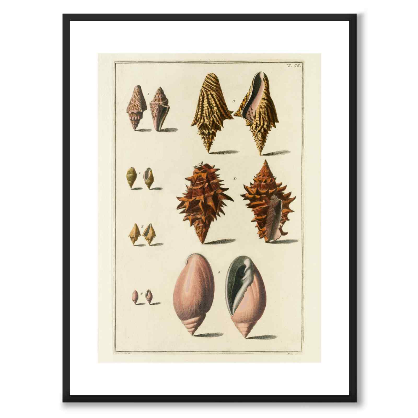 Seashells No.5 as a vintage illustration and poster from Historly – with white border without title