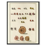 Seashells No.6 as a vintage illustration and poster from Historly – full image without white border