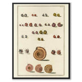 Seashells No.6 as a vintage illustration and poster from Historly – full image without white border