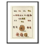 Seashells No.6 as a vintage illustration and poster from Historly – with white border without title